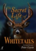 The_secret_life_of_whitetails