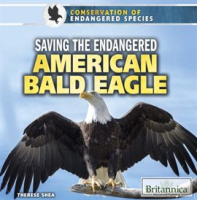 Saving_the_Endangered_American_Bald_Eagle