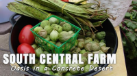 South_central_farm