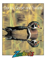 Ducks__geese___swans