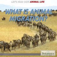 What_Is_Animal_Migration_