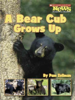 A_bear_cub_grows_up