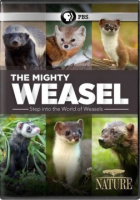 Nature__The_mighty_weasel