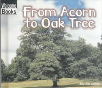 From_acorn_to_oak_tree